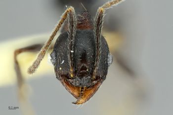 Media type: image;   Entomology 512141 Aspect: head frontal
